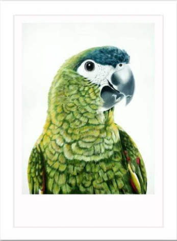 Green Parrot Art Print "Clarence"