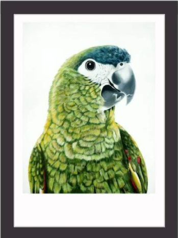 Green Parrot Art Print "Clarence"