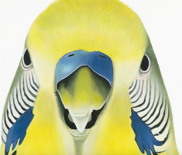 Budgie close up, face detail showing feather patterns