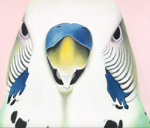 close up budgie face , painting detail , feather markings