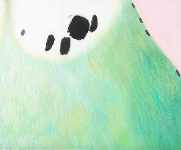 feather texture close up detail , percy budgie art print