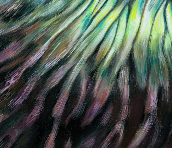 Tui feather texture, close up detail