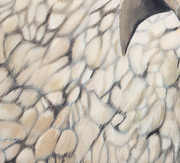 NZ sheep painting wool detail