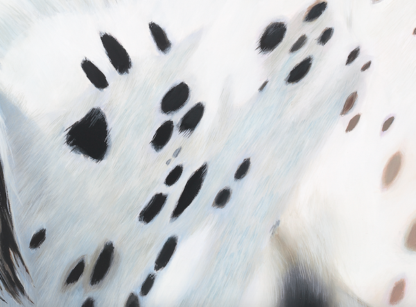 close up detail , apaloosa horse spots, fine art print