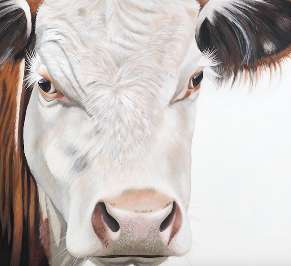 close up detail cow face showing fur texture