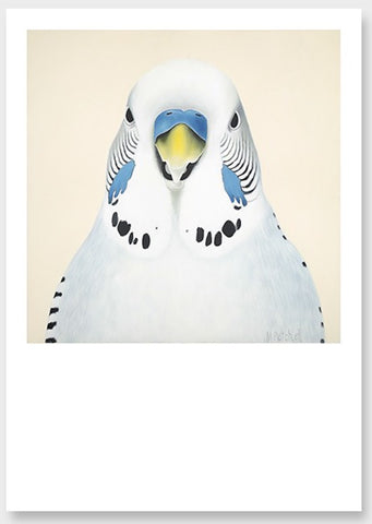 white budgie art print , bird art for you wall by new zealand artist specailizing in bird portraits