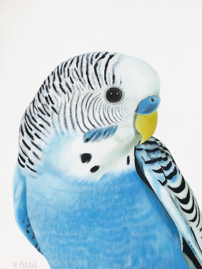 Budgie Art Print Popular portraits of up close, large format bird
