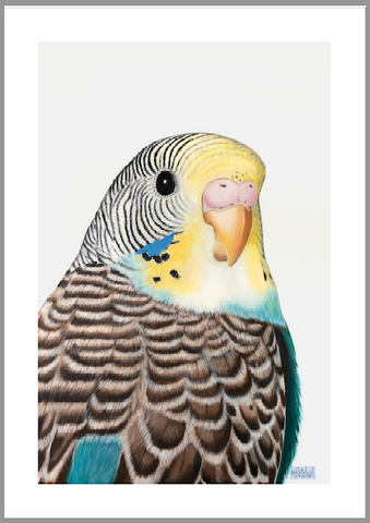 Doris Budgie