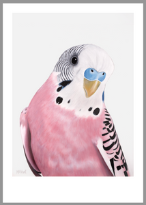 June Pink Budgie