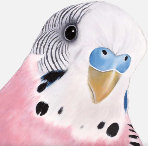 June Pink Budgie