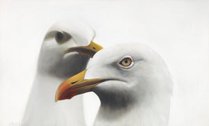 Seagull art print , New Zealand seabirds,  native birds of New Zealand