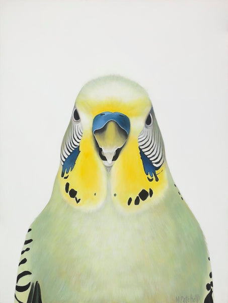 green budgie, art print, quirky birds, colourful bird art, popular art print