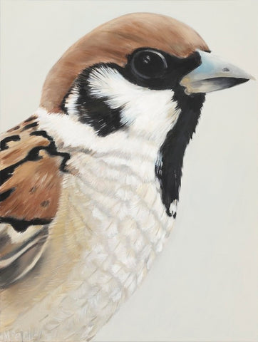 sparrow portrait, nz sparrow bird art print 