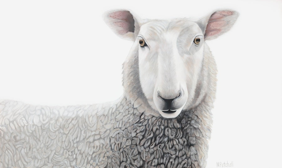 New Zealand sheep portrait , fine art print, familiar NZ farm animals