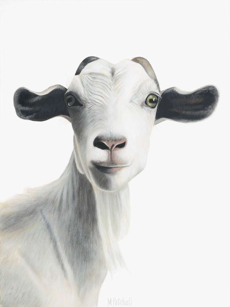 goat fine art print, white bearded goat, new zealand farm animal