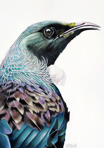 ird art print new zealand tui art print, native NZ birds b