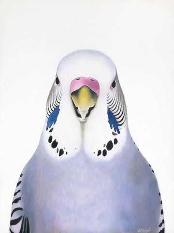  budgie art print , limited edition bird portrait, budgie art, lilac, purple budgie
