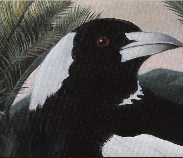 "Maverick" Magpie in Night Bush