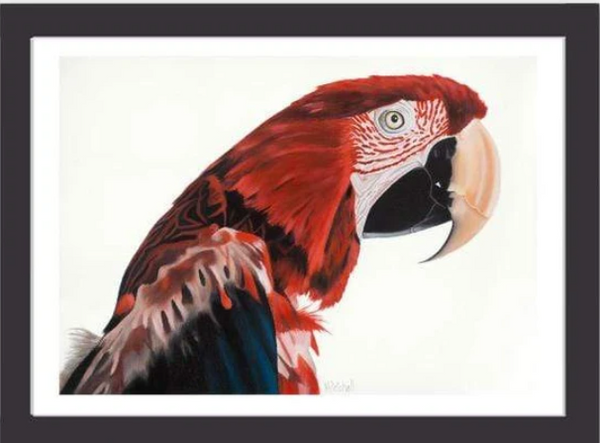 Parrot Art Print "Jerry"