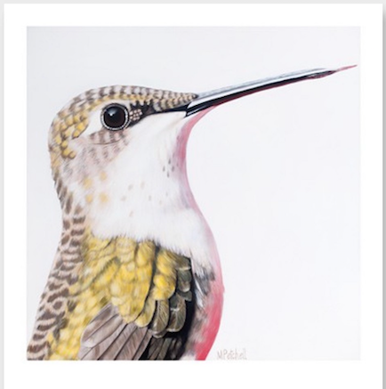 Hummingbird Art Print "Ava"