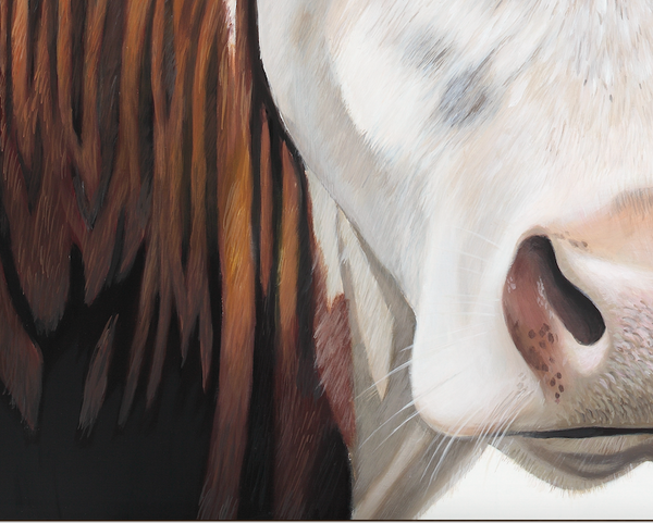 Cow Art Print "Amos"