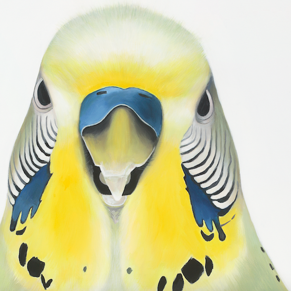 budgie head detail showing feather markings