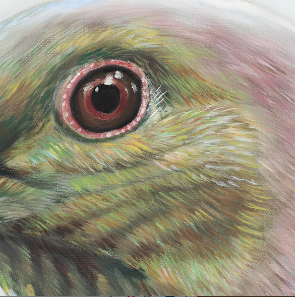 close up detail  of eye wood pigeon