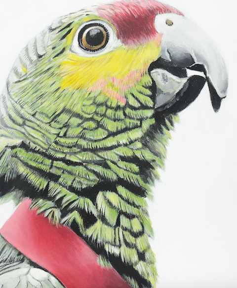 Parrot  Bird Art Print "Algernon"