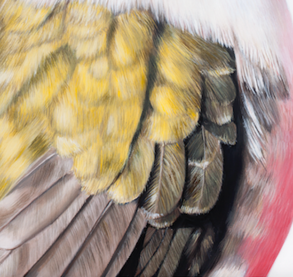 close up feather detail , hummingbird. bird portrait