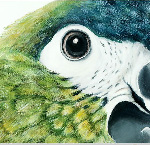 green parrot close up face detail, fine art print