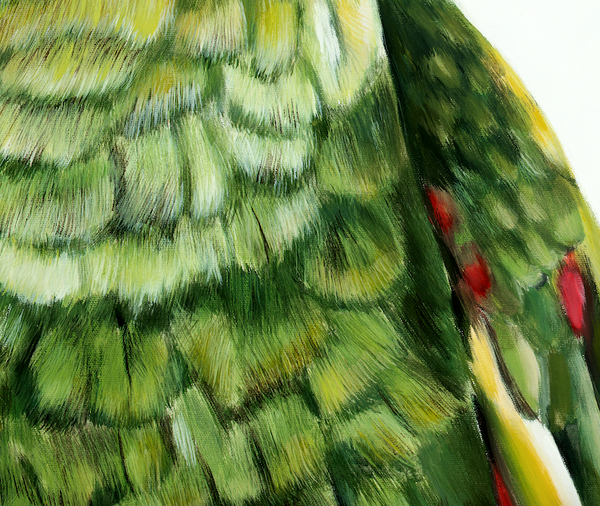 feather texture and details green parrot art print