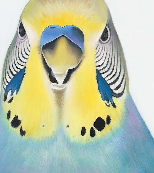 Budgie art print close up detail of head showing feather markings