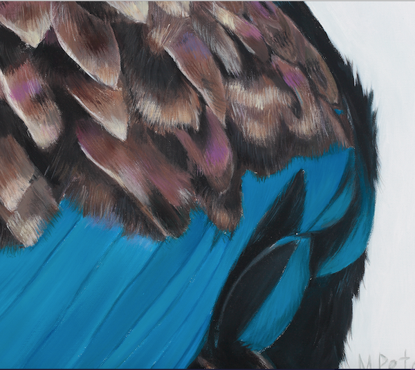 Tui feather detail, art print, bird portrait
