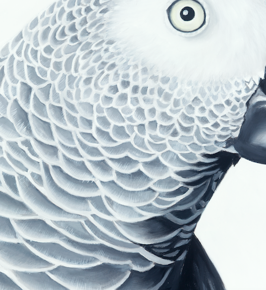 Parrot Art Print - African Grey "Hector"