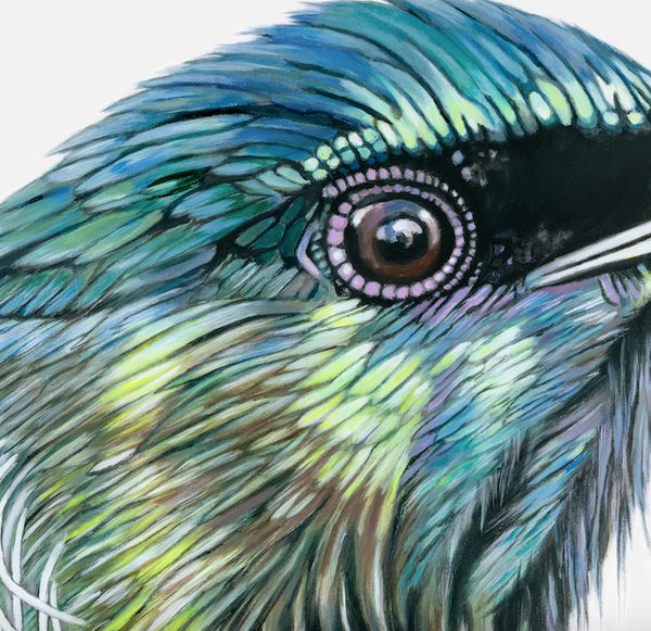 tui feathers close up detail