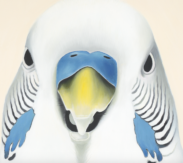 white budgie, close up detail, budgie face, art print