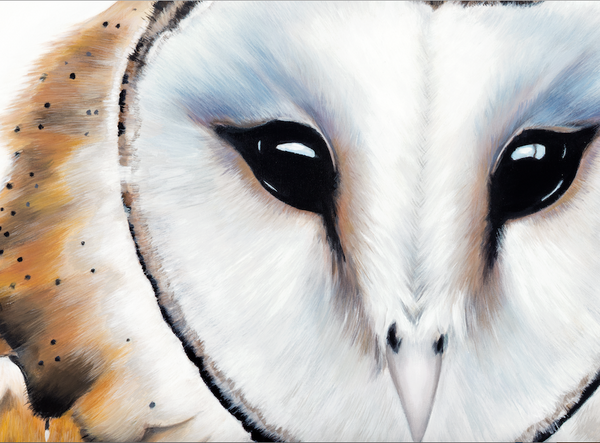 Owl Art Print "Snowden"