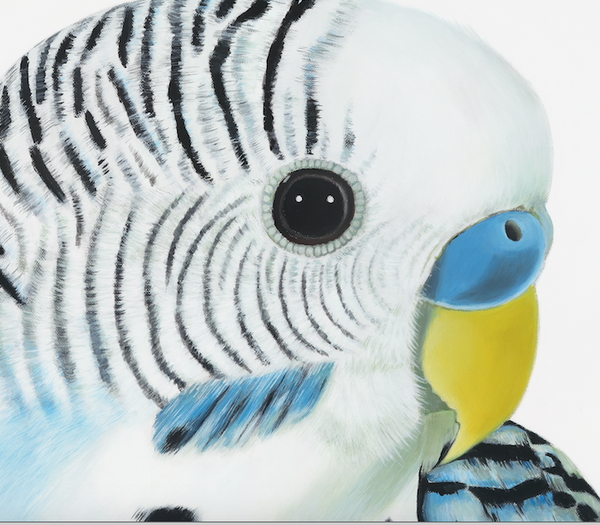 up close detail, budgie head, budgie face. bird art prints for your home