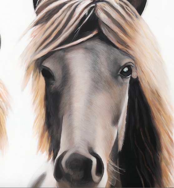 horse head  close up detail , brown horse, fine art print