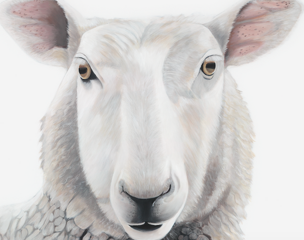 Sheep Art Print "Lester"