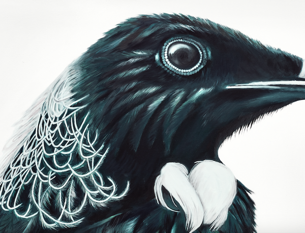 NZ  Tui  Bird  Art Print "Koko"