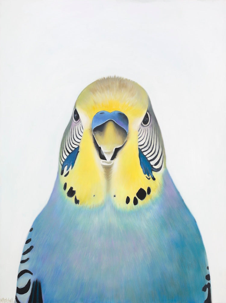 budgie art print  blue budgie art print , colourful budgies for your home