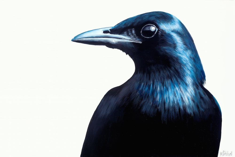 blackbird art print, black and white art , common new zealand birds
