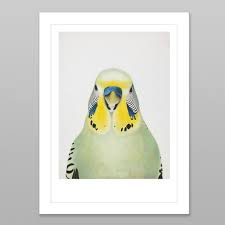 cyril budgie art print in white frame