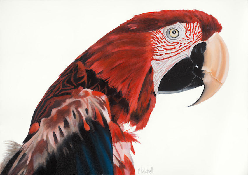red parrot painting, detailed realistic portrait of a bird